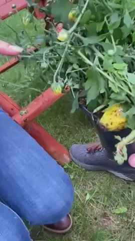 it BLOOMED before her eyes! 🍌🤣 #234509157960769-00.01.23.049-00.02.46.099