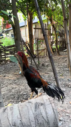 #ayamekorlidi #ayamhias#peternakmuda #xzybca #fypシ゚ #fypage 