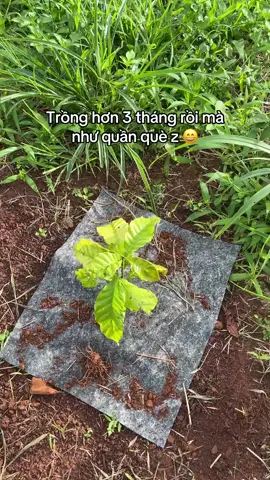 Các cao nhân cứu em chén này với . Em nghiêm túc đó 😑#cogainongthon #lamray #nganlamnong #lamnong #trongcaphe 