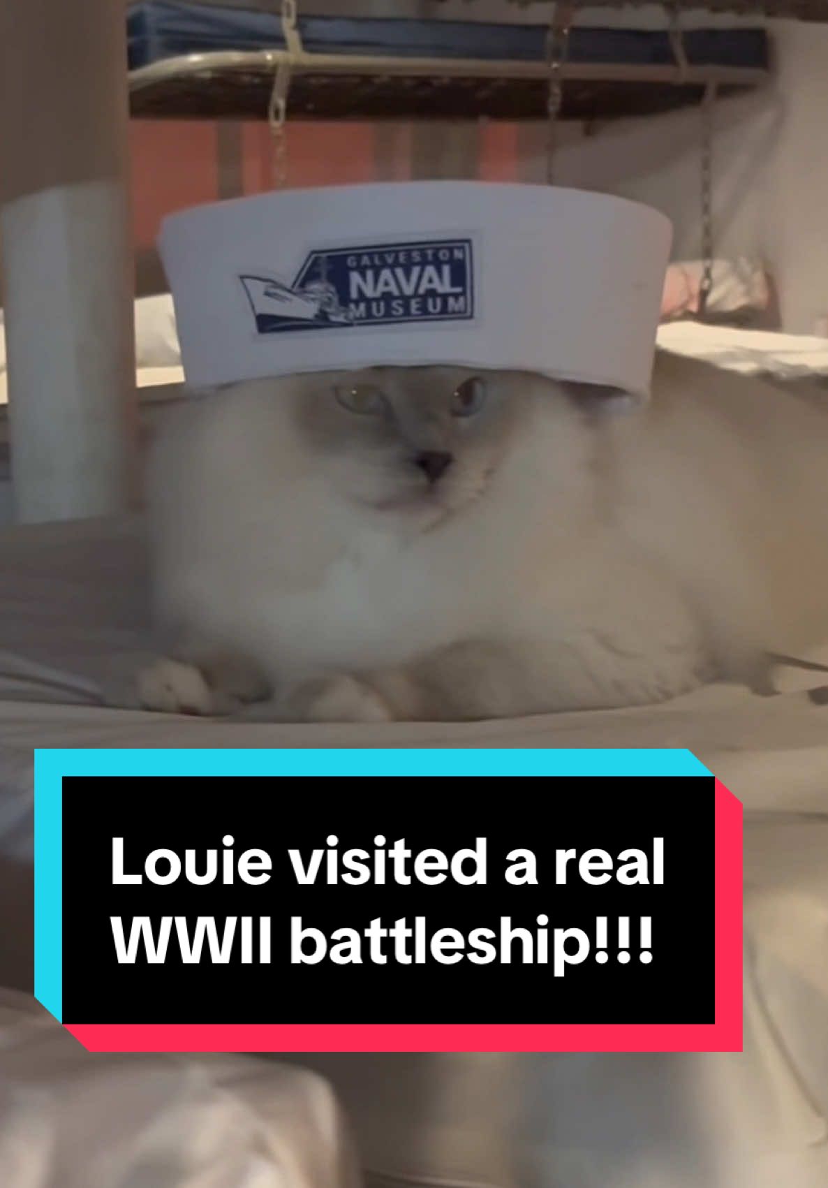 Louie explored a real WWII warship and submarine! 🚢⚓️ Huge thanks to the Galveston Naval Museum for inviting us to tour the USS Stewart & USS Cavalla. (Submarine video coming next!) Disclaimer: Pets normally aren’t allowed to visit the Galveston Naval Museum. Louie was able to visit because he was an invited guest.  #ussstewart #catsoftiktok 