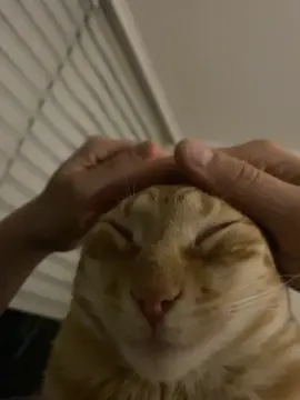 te amo mantecol el mejor gato del mundo #mantecol