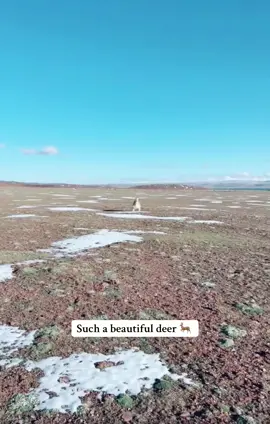 #abcxyz #nature #deer 