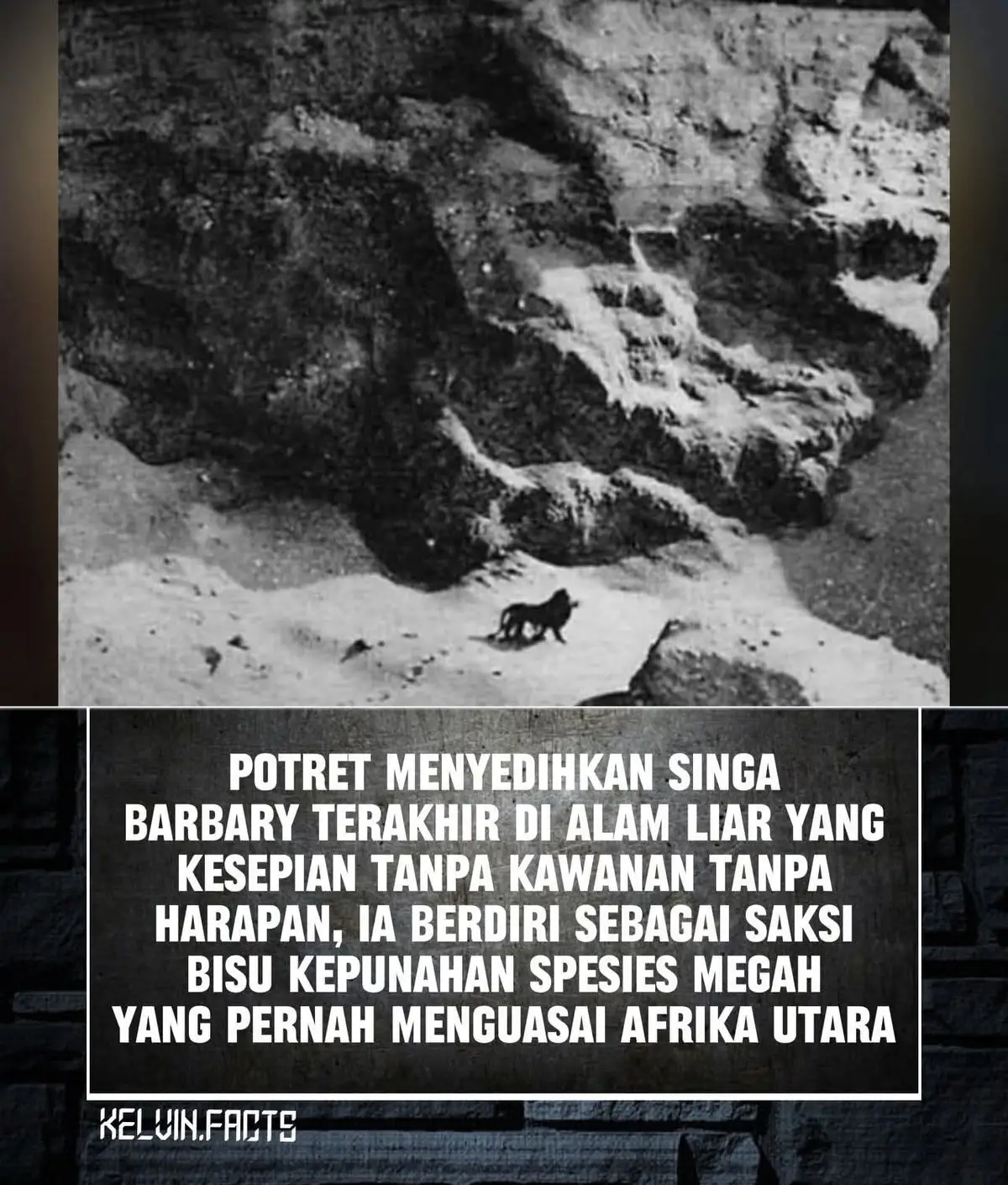 Gambar hitam putih yang diambil pada tahun 1925 oleh fotografer Prancis Marcelin Flandrin ini bukan sekadar potret seekor singa di lanskap Afrika ini adalah rekaman senyap dari akhir sebuah era. Terlihat dari udara selama penerbangan di rute Casablanca Dakar, singa yang berdiri sendirian itu diyakini sebagai salah satu singa Barbary liar terakhir di bumi. Singa Barbary (Panthera leo leo), pernah menjadi penguasa megah Pegunungan Atlas di Afrika Utara. Mereka dikenal karena surai hitam pekat yang menjalar hingga ke perut dan dada, serta tubuh besar dan kokoh yang membuat mereka tampak seperti makhluk mitologi yang keluar dari cerita rakyat kuno. Dalam sejarah, singa ini adalah lambang kerajaan, keberanian, bahkan digunakan oleh Kekaisaran Romawi dalam pertunjukan gladiator. Namun, realitas modern menghancurkan legenda itu. Perburuan yang tak terkendali, perubahan iklim lokal, dan ekspansi manusia ke habitat mereka perlahan-lahan menghapus keberadaan mereka dari alam liar. Dan ketika gambar ini diambil, singa yang tampak kecil di tengah gurun luas itu menjadi simbol kesepian dan kehancuran seolah-olah alam sedang mengucapkan salam perpisahan. Hari ini, singa Barbary tidak lagi ditemukan di alam bebas. Beberapa keturunannya yang masih membawa garis genetik Barbary kini hidup dalam penangkaran di kebun binatang dan pusat konservasi, tetapi tidak ada lagi raungan singa liar dari jenis ini yang menggema di pegunungan Afrika Utara. 📷 Foto ini menjadi saksi bisu akan apa yang terjadi jika kita terlambat bertindak dan sekaligus menjadi seruan untuk melindungi satwa-satwa lain yang kini berada di ambang nasib serupa. #SingaBarbary #SpesiesPunah #KonservasiSatwa #MarcelinFlandrin #JejakTerakhirAlamLiar 📚 Sumber: Arsip fotografi Marcelin Flandrin, catatan konservasi Afrika Utara