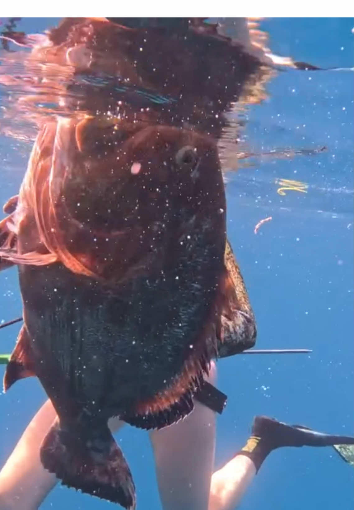 #spearfishing #fishing #diving 