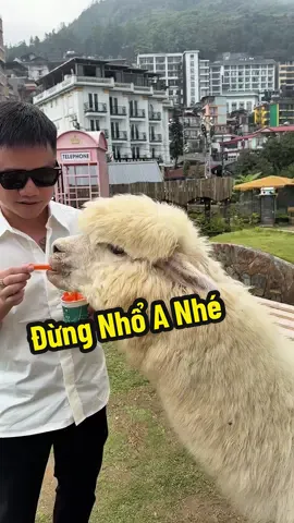 Thấy Bảo Con Này Đang Hót Trên Sapa#hautroll #sapa 