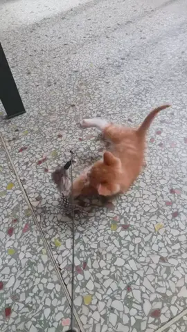 chơi cái này được cả ngày cũng hay #yeudongvat76 #khaidihoc #meo 