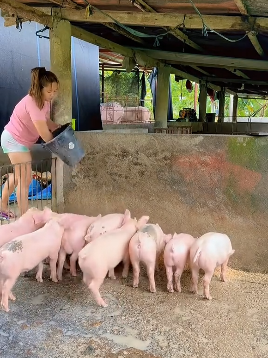 Early Morning work  #cuteanimals #piglet #creatorsearchinsights #fyp #viraltiktok 