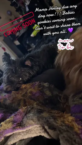 Yorkies babies coming soon!! #kentucky #yorkiesoftiktok #kyyorkiebabies #pregnantyorkie #fyp 