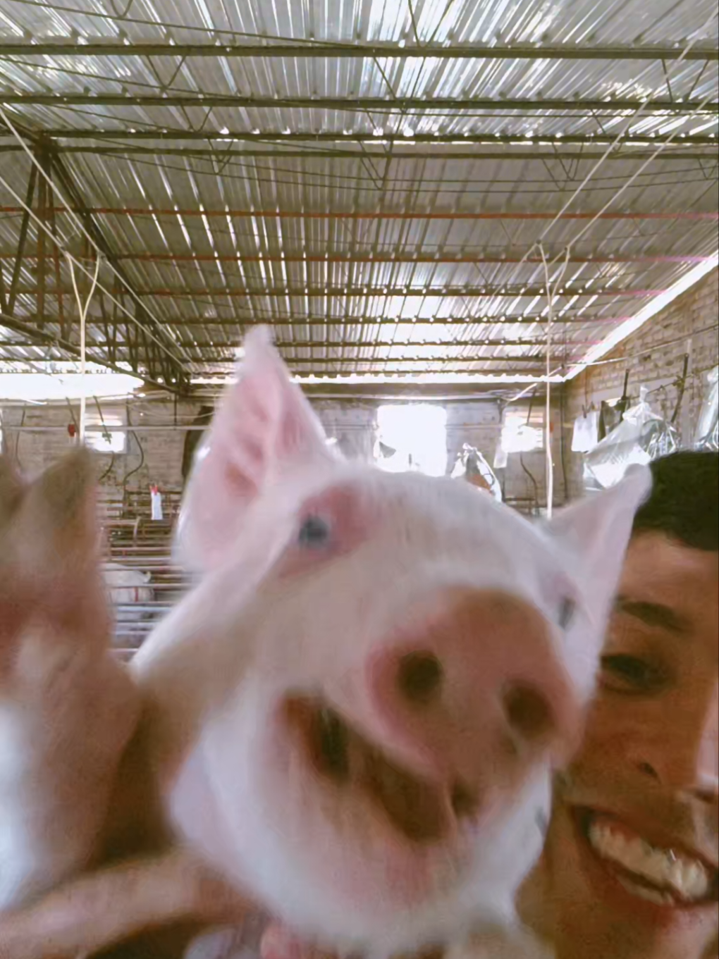 Aquí el único obligado fui yo, el cerdito sí quería salir 🐷🐽🐷. #fyp #paratiiiiiiiiiiiiiiiiiiiiiiiiiiiiiii #viral #viraltiktok #popular 