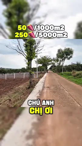 LH (O-988//5O//3O32) #batdongsangiare #dautubatdongsan #reviewbds #bdsbinhduong #bdsbinhphuoc 