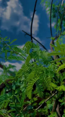 Horiyan horiyan dil pali# 