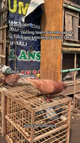 ytta aja bosku🤙🏻😜 #storymerpati #merpatilovers #merpatisprint #merpatibalapindonesia #tangerang 