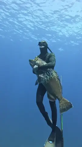 Spearfishing Giant Black Grouper #spearfishing #octopus #fishing 