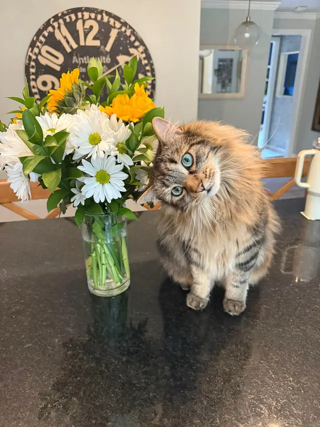 Dogs are the greatest invention ever. I love them. So grateful to have had many good pups. #dogs #dogsoftiktok #mansbestfriend🐶 #loveletter #voiceover 