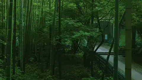 Muốn tìm một chốn bình yên, thoát khỏi ồn ào phố thị? Đây chính là thiên đường xanh dành cho bạn. Ở Hàng Châu, có một con đường tên là Vân Khê Trúc Kính – nơi trúc xanh trải dài, ánh nắng xuyên qua lá, biến khung cảnh thành một bức tranh sống động. #xoaiuc #dulichtrungquoc #canhdeptrunghoa 