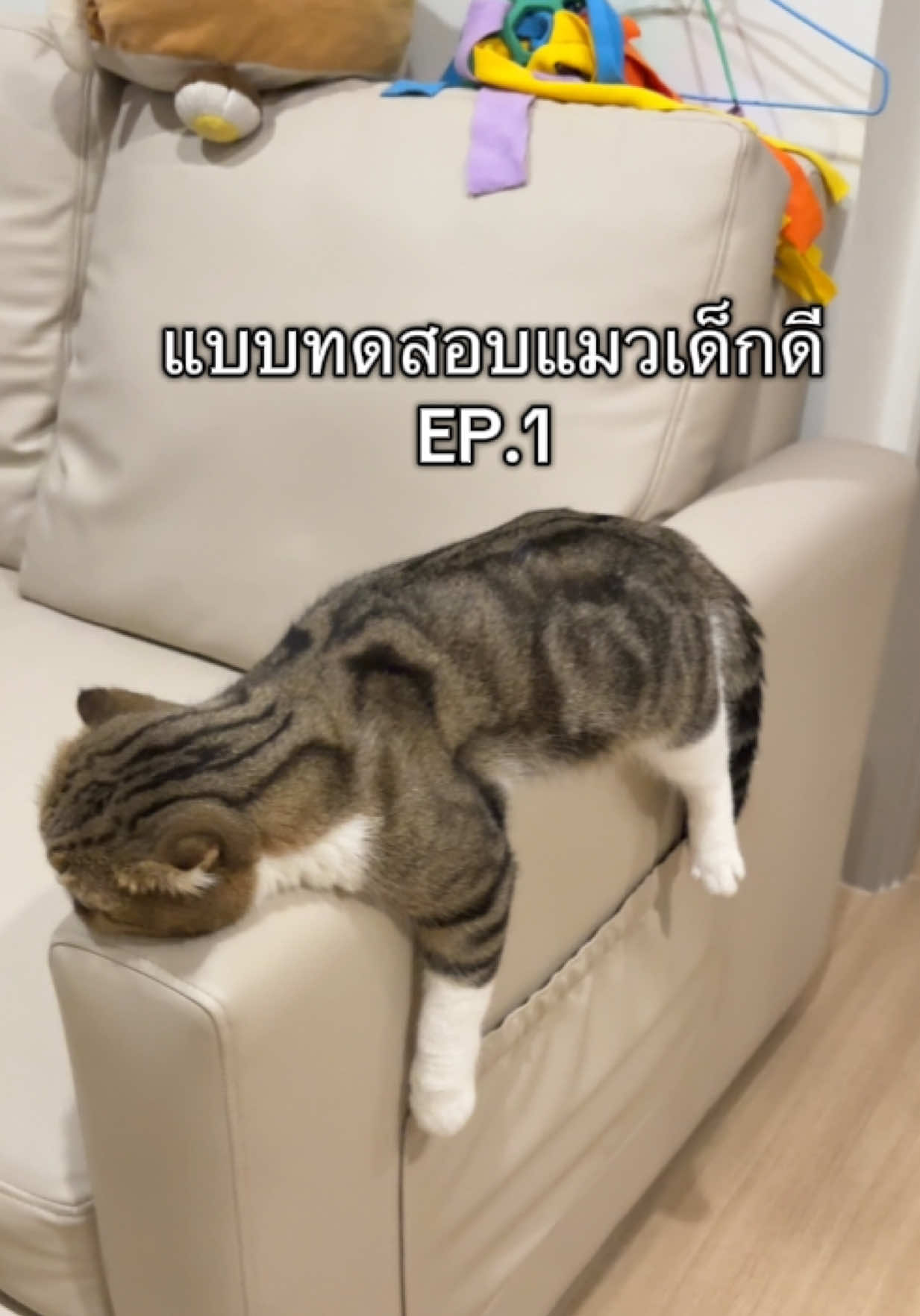 แบบทดสอบแมวอึ่งไข่มาร์ติน เป็นแมวจริงปะเนี่ย #แบบทดสอบแมวดีไม่ก้าวร้าว #แบบทดสอบแมว 