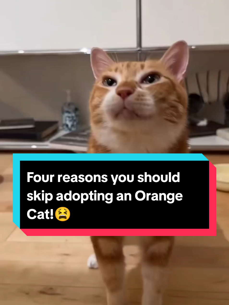 Four reasons you should skip adopting an Orange Cat!😫 #catsoftiktok #cat #cats #catslovers #PetsOfTikTok 