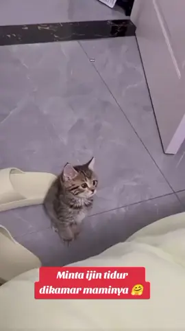 #cat #cats #catsoftiktok 