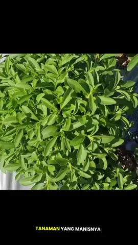Bibit Stevia Tanaman Super Manis #stevia #pemanisalami #herbalstevia #steviapenggantigula #viral 