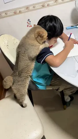 Các sản phẩm cho boss có trong giỏ hàng ạ. Mấy sen có nhu cầu ủng hộ em nhen 🥰 #xuhuong #pets #viral #thucung #meo 