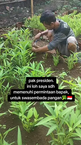 #msg#sayur  nanam sendiri dimasak sendiri 