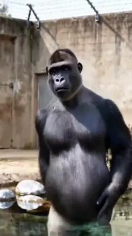 Chimpanzee Dancer#funnymoments #aivideo #dancer #foryo #ai