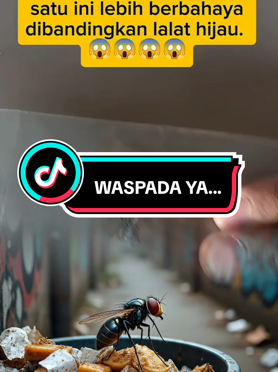 lalat berbahaya fyp viral #lalat #fyp #viral #berandatiktok #trendingvideo 