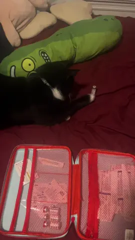 theyre turning the cats trans #ftm #trans #transgender #cat 