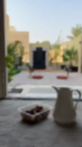 #pyf #اكسبلور #بوظبي #طيور 