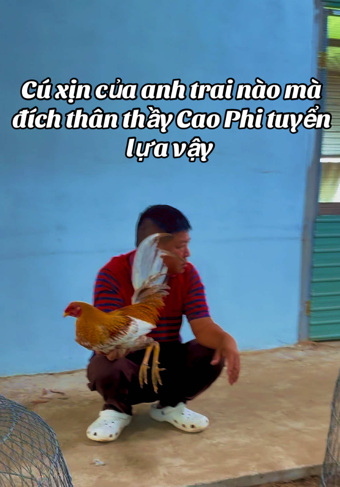 #TrạiGàMỹCaoPhiBìnhDương #TrạiGàCaoPhiBìnhDương #CaoPhiBìnhDương #CúCaoPhi #xuhuong 
