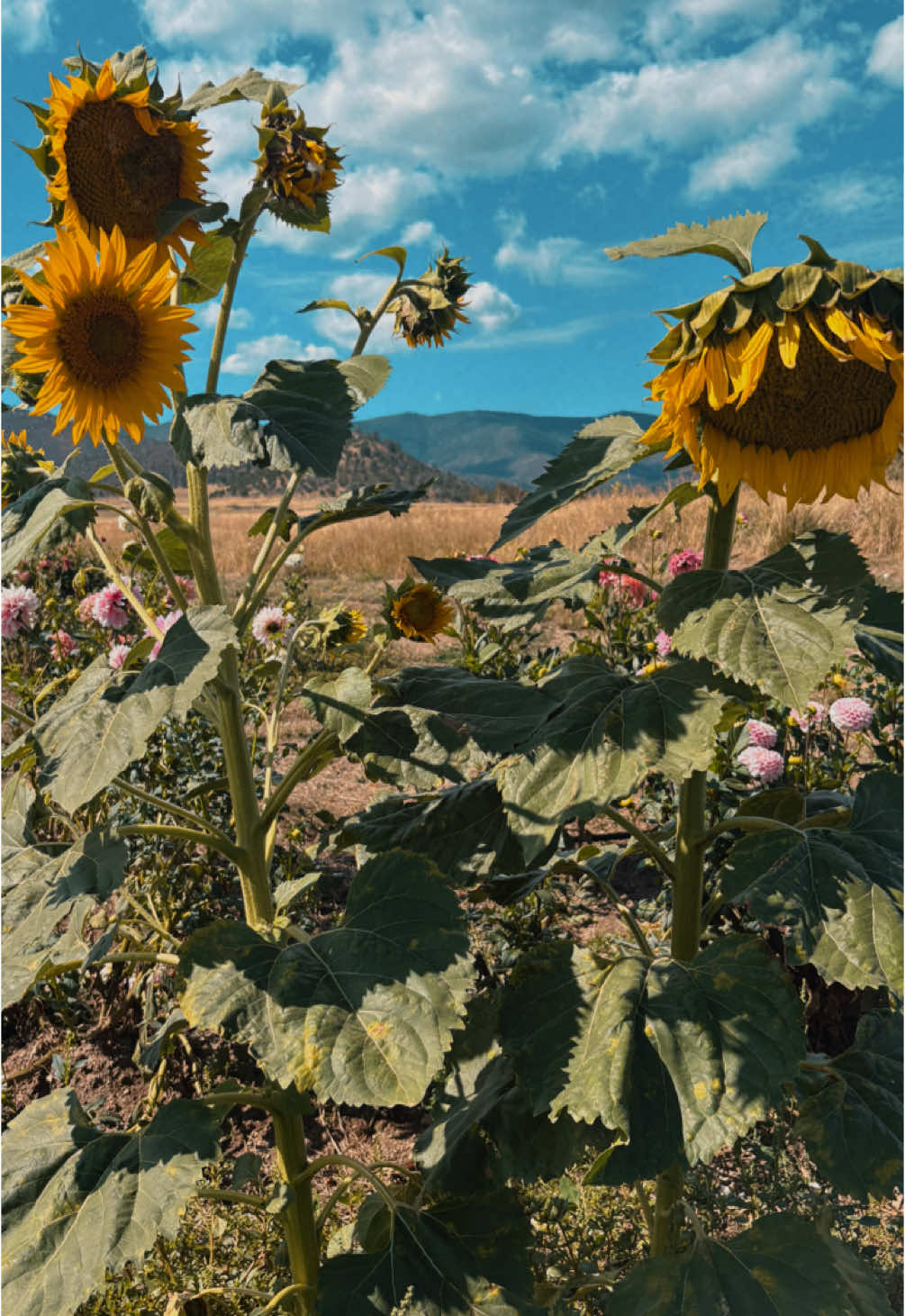 What a wonderful last weekend of summer! 🌻 🏔️ 🎈 ☀️ smalltown #northerncalifornia #lastsummerweekend 