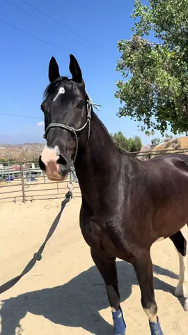POV: a whole lot of love🥹❣️ #horsesoftiktok #equestrian #horse #california #fyp 