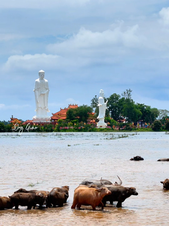 Mùa nước lên Chùa Núi Nổi #onggiao #nhac #canhdep #xuhuong #thinhhanh 