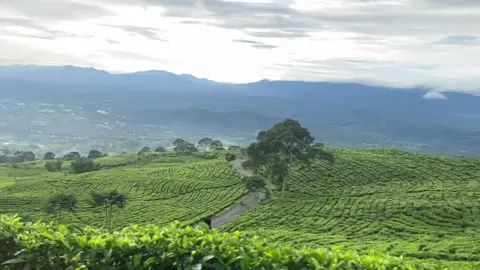 View kebun tehh pagar alam🌿🍃 #pagaralam #pagaralamgunungdempo #pagaralamdansekitarnya #pagaralamcity  #kebuntehpagaralam 