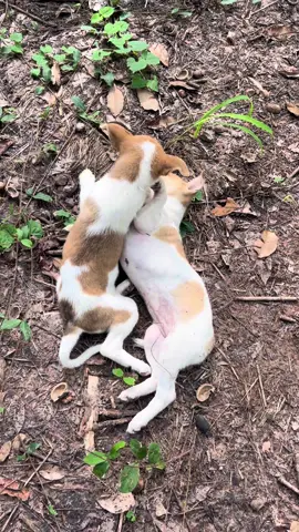 แค่นี้คิดไม่ได้ นอนหยอกกันมีความสุข #ทาสหมา #สัตว์โลกน่ารัก 