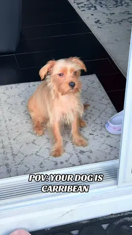 WHEN YOUR DOG LIKES SOCA YOU PLAY SOCA 😂😂😂💖 #foru #fyp #foryou #foryoupage #dogsoftiktok 