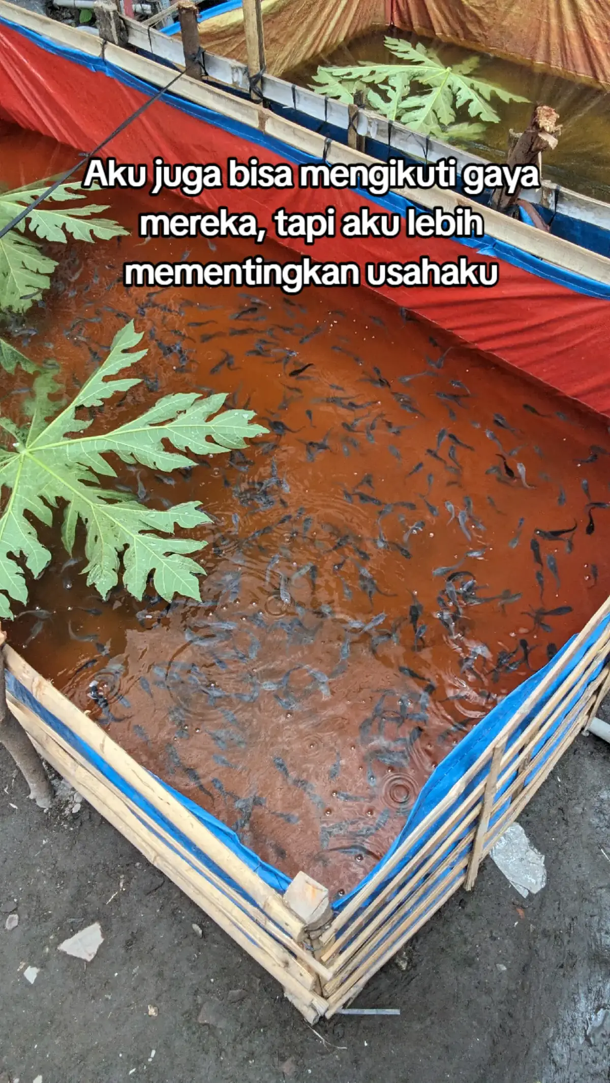 #budidayalele #boslelemuda #perternakmuda #famliyfarm #fyp 