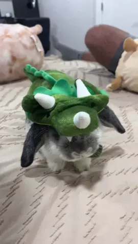 #bunniesoftiktok #PetsOfTikTok #fyp #bunny #pet 