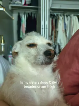 DOdoubleGG 🌳 this ain’t weed this is pedigree ✨ also I don’t trust no more Calvin.  #snoopdogg #snoop #dogsoftiktok #fyp 