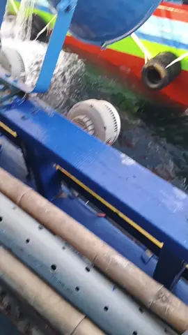 macane jalok kiriman iwak..🐯🐯 #fyppppppppppppppppppppppp  #masukberandafyp  #asiamakmurgroupjuwana  #asiamakmurgrub  #fyp 