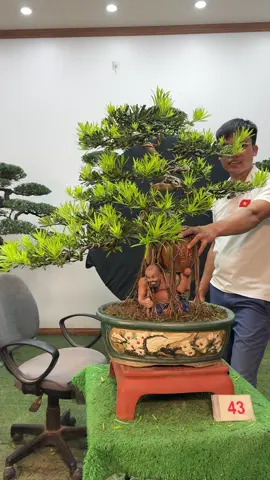 Tùng la hán ký tượng để ban công #hoaloanbonsai #tunglahanbonsai #xuhuong #caycanh #bonsai 