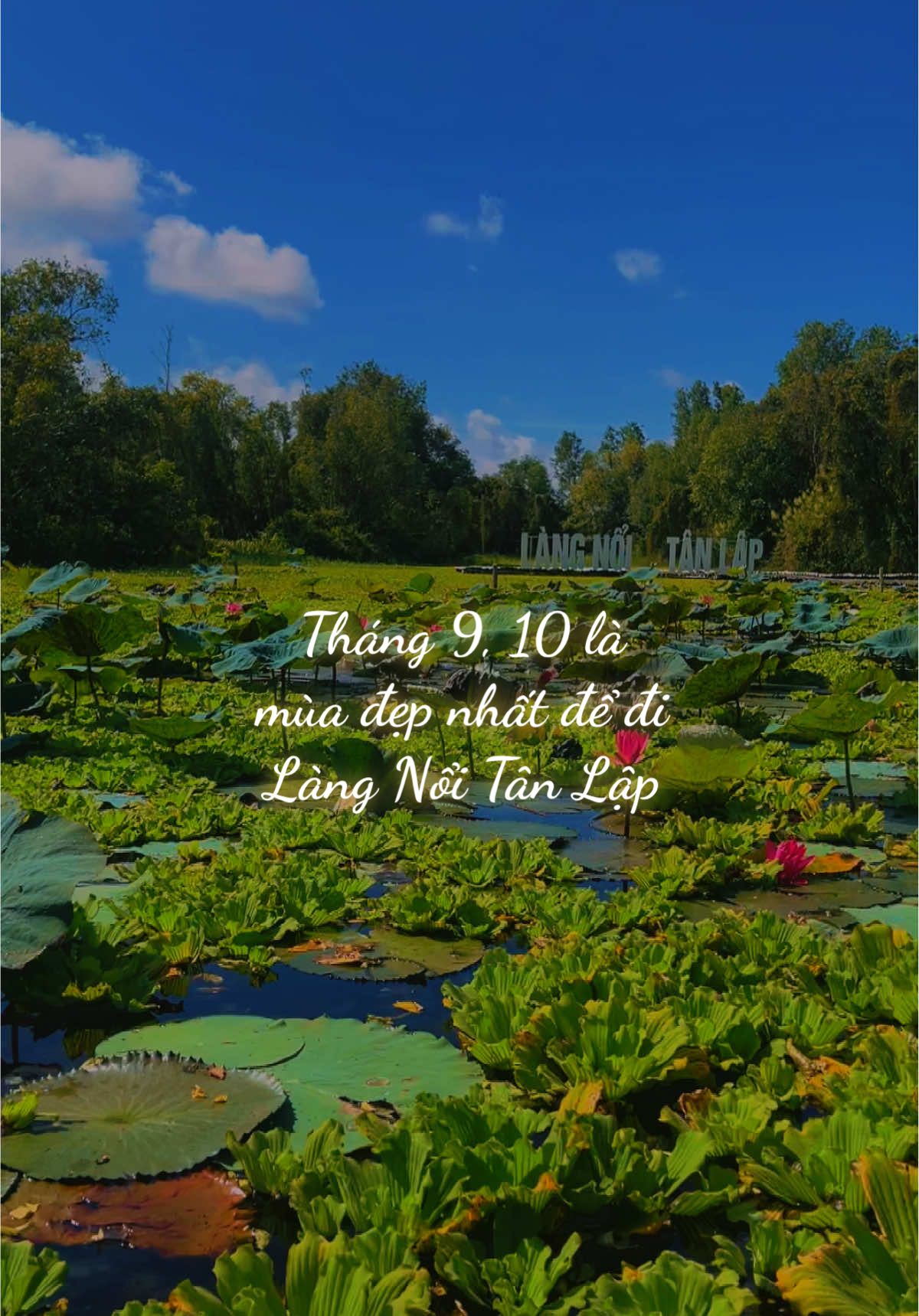 Tháng 9, 10 là mùa đẹp nhất để đi Làng Nổi Tân Lập, mùa nước nổi, mùa của tôm cá, hệ sinh thái thực vật phát triển mạnh mẽ #audiem #mientay #longan_62 #langnoitanlap 