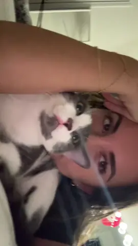 My princess belle #fyp #cat 