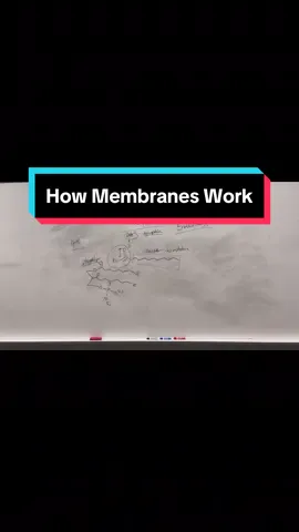 A concise explanation of the cellular structure and function of biological membranes #mcat #cellbio #fyp 