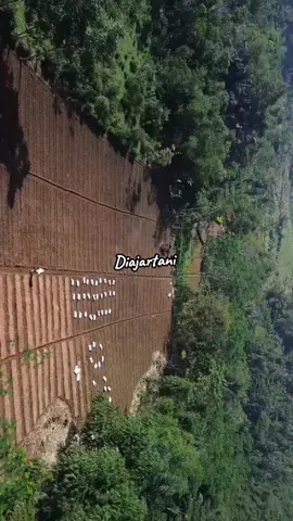 mulai dari 0🌶️🌶️🍅🔥 @g.prayoga7 #petani #sicikruh #diajartani #isaru #xybca 