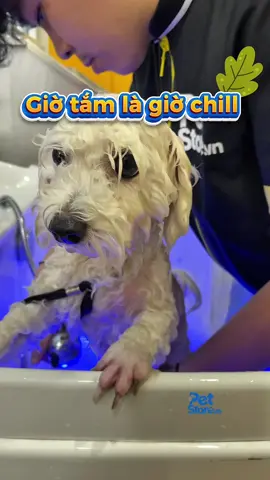 Giờ tắm là giờ chill #petstore #funnypets #fyp #petshopthuduc #spathucungthuduc 