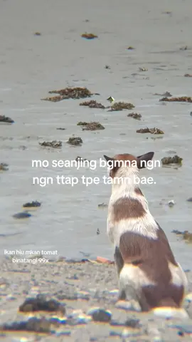 iy to le#hariini #gorontalo #4upageシ 