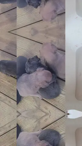 beautiful pets Choosing by me @MissTomeckha #pet #trending #foryou #fyp #tiktok 