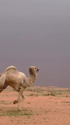 #جقله_الخير_جقله_العز❤🐪 ا#السوادن #السعوديه #قطر🇶🇦_كويت_عمان🇴🇲_لبنان_فلسطين_ال 🐫🐫✌️✌️💛