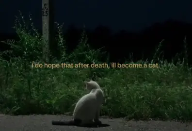 look for me in them :) #fyp#cats#death#viral 